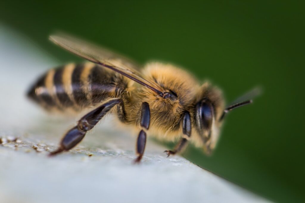 Miód i nie tylko, czyli co zawdzięczamy pszczołom?
