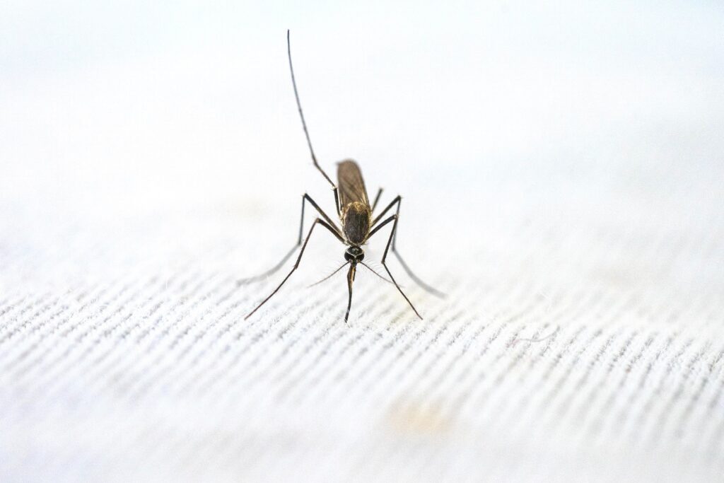 Strategie profilaktyki malarii jak skutecznie chronić się przed chorobą